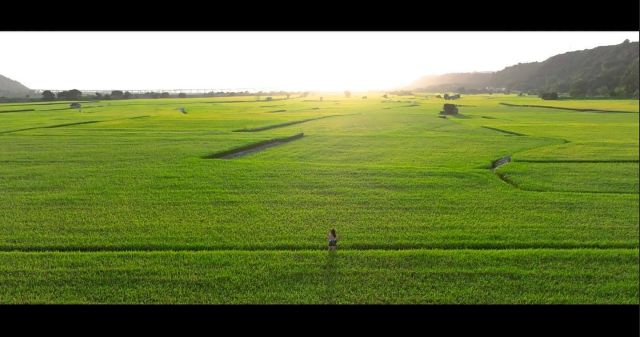 抓住最後收割前的景色，
望眼無際的稻田，在成熟時的金黃稻浪。

#taichung #taiwan #travel